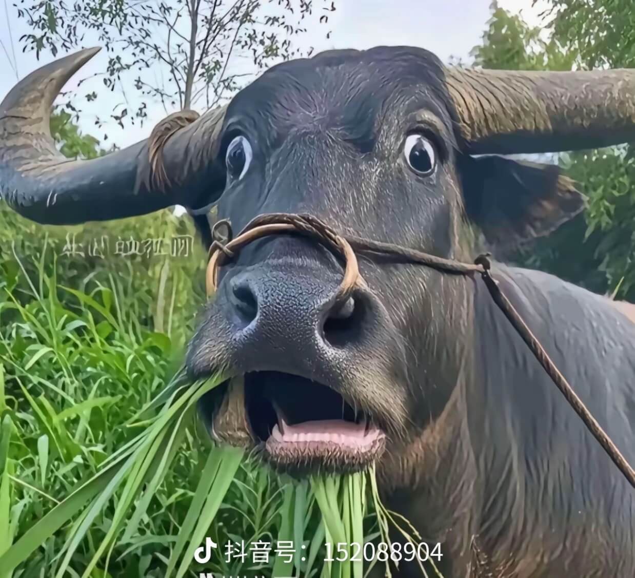 贰两毛边肉的头像彩金网-bcw00.com-白菜网-白菜社区-中国白菜网-高质量白菜网-白菜策略论坛-白菜论坛-注册送-撸菜之家-白菜网-白嫖彩金-白-mg试玩游戏-注册送88-免费试玩-白菜网送彩金平台-白菜网注册领取体验金大全app-开户送88元体验金网站-白菜社区-pg电子游戏官网官方网站-pg电子试玩入口彩金网白菜社区bcw00.xyz-白菜论坛-白菜社区-免费彩金-白嫖网-高质量白菜网-收录全网白菜项目-彩金网